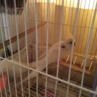 جفت عروس با تخم و جوجه (ارسال به مشهد هم دارم)