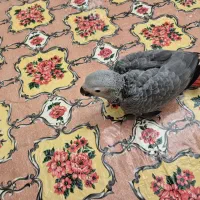 جوجه کاسکو سرلاکی|پرنده|تهران, آسمان|دیوار