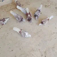 کبوتر