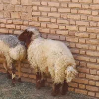 بره قوچی کله بور دم سنجابی اصل