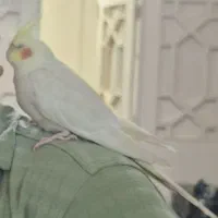 عروس هلندی ماده سالم سرحال اهلی|پرنده|اردبیل, |دیوار