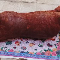 مشک دوغ 60 لیتری