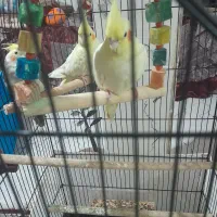 جفت برزیلی ۵تاجوجه|پرنده|رشت, منظریه|دیوار