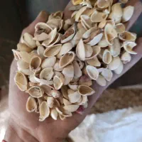 فروشنده پوست پسته