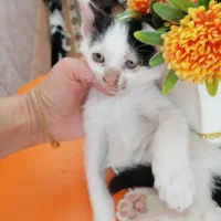 واگذاری رایگان بچه گربه های شیطون، ملوس|گربه|شیراز, رکنآباد|دیوار