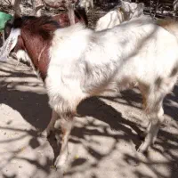 نری پاکستانی اصل