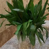 گیاه ابایی