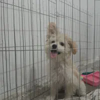 سگ پودل مالتیز