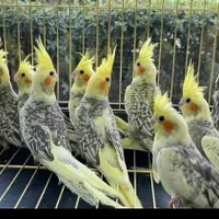 عروس هلندی تعداد میخرم|پرنده|یزد, |دیوار