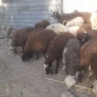 ۲۰ عدد بره نر و ماده