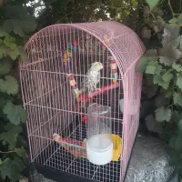 عروس سخن گو همراه با قفس|پرنده|رودان, |دیوار