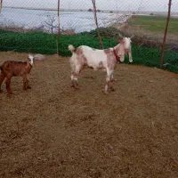 بزافغانی اصل