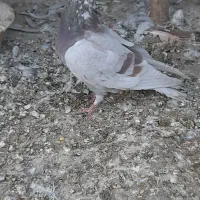 کبوتر گرفتنی پیس خطی چاهی|پرنده|قم, ولیعصر|دیوار