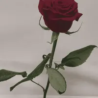 مسافر
