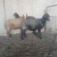 میش ابستن بز آبستن