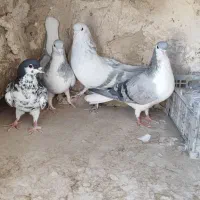 ساده|پرنده|کاشمر, |دیوار