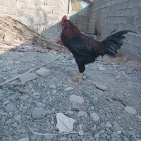 خروس چابهاری زات دار|حیوانات مزرعه|میناب, |دیوار