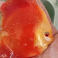 دیسکس سایز ۳.۵و۴.۵|ماهی|تهران, شهرک خرازی|دیوار