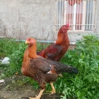 جوجه لاری|حیوانات مزرعه|گرگان, |دیوار