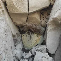 فروش عسل کوهی