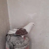 کفتر دوکت نر