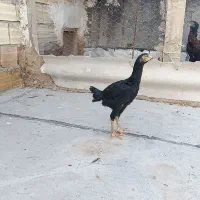 یک عدد خروس لاری و جوجه مرغ لاری|حیوانات مزرعه|مشگین شهر, |دیوار