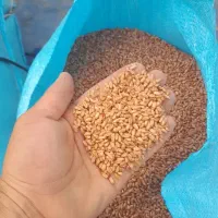 بذر گندم رقم آرمان بوجاری و ضد عفونی شده آزادشهر|عمده‌فروشی|آزادشهر, |دیوار