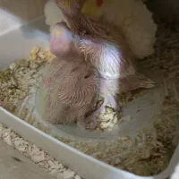 جفت عروس هلندی مولد خانگی|پرنده|مرودشت, فاز اول شهرک فرهنگیان|دیوار