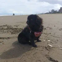 واگذاری سگ پیکینیز