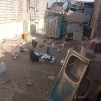 کفتر ۳۰عدد|پرنده|قم, جمکران|دیوار