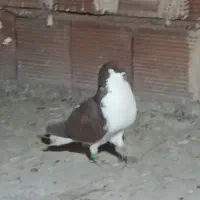 نر سوراخ