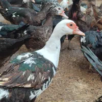 اردک اسرائیلی ماده|حیوانات مزرعه|آستانه اشرفیه, |دیوار