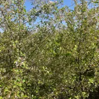 فرصت-خرید-قیمت-کاسبی-500متر-باغچه-آقای-ویلا