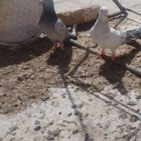 دوعددنرکفتر ضمانتی