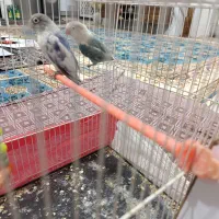 ی جفت کوتوله برزیلی نروماده