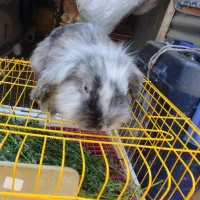 بچه خرگوش لوپ اصل و خرگوش لوپ نر بالغ