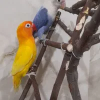 طوطی برزیلی|پرنده|چهارباغ, |دیوار