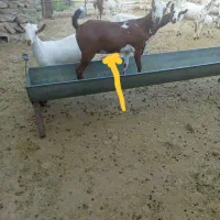 کهره ماده چاق