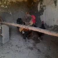 خروس محلی اذان گو میمند فارس