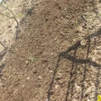 شخم زنی با کلتواتور ۱۰ اسب|خدمات باغبانی و درختکاری|ارومیه, |دیوار