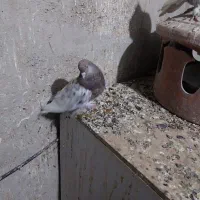 کبوتر کله سرخ چنگ سفید|پرنده|جهرم, |دیوار