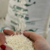 برنج شمال   طارم هاشمی