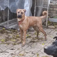 سگ ماده باکسر شیش ماهه