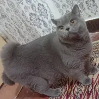 گربه اسکاتیش تپل و بامزه