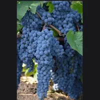 انواع کود ارگانیک برای کشاورزی و باغداری