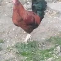 خروس محلی،قیمت شصدهزارتومان|حیوانات مزرعه|مریوان, |دیوار