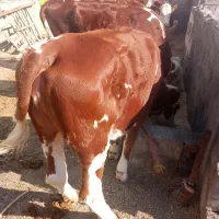 سلام 4رس تلیسه  ابستن