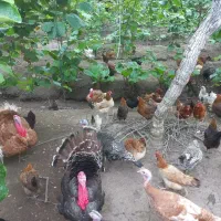 مرغ و بوقلمون نر