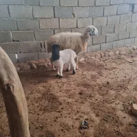 میش وبره نر|حیوانات مزرعه|تخت, |دیوار