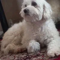 سگ شیتزو خونگی و آرام و بی سروصدا ماده